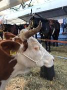 Les-animaux-de-la-St-Martin